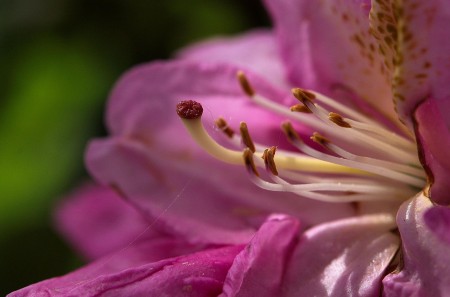 Rhododendron pontica